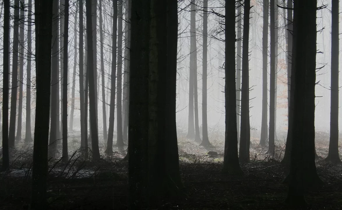 暗い森